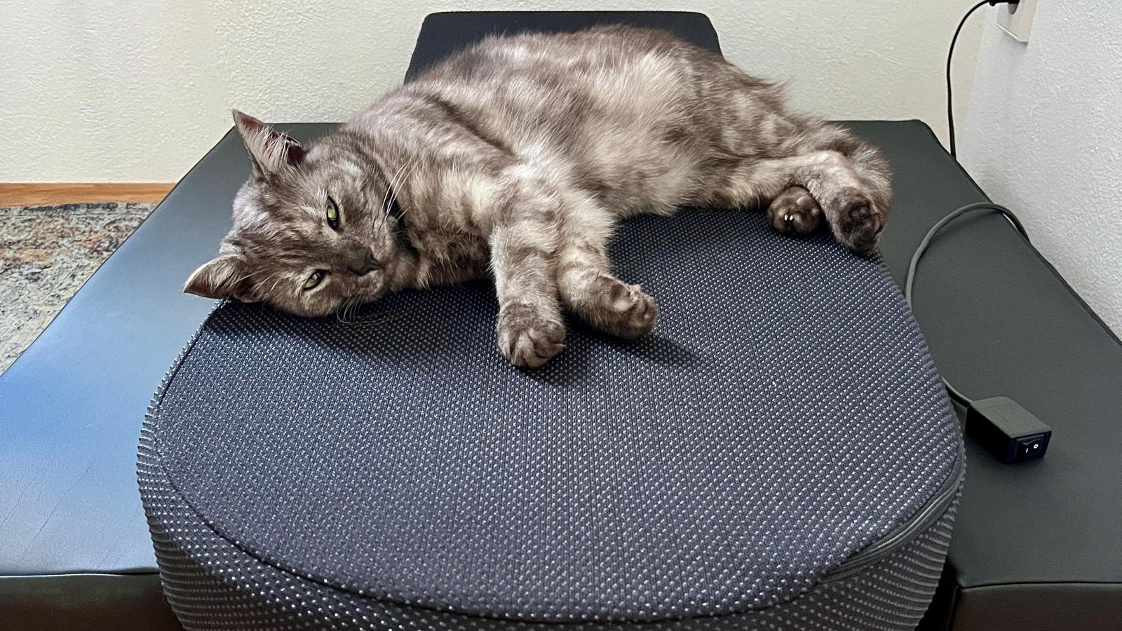 Unsere Katze entspannt auf dem Schumann 3D System in meinem Büro in Penzberg